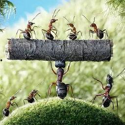 中国国产蚂蚁电影在线观看,揭秘神秘生物的奇幻之旅